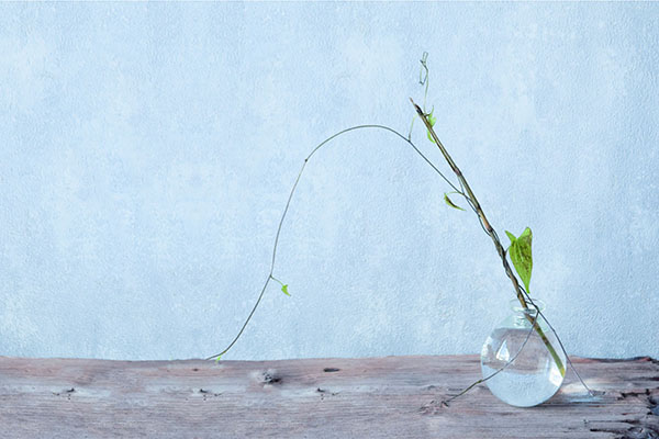 ca-koのウェブサイトです。四季折々の道草。心にとまった身近な草花を、小さな発見を楽しみながら出会った器に合わせています。抛入花の写真です。伊藤亜木（ガラス）器に山の芋を入れました。抛入花の写真です。伊藤亜木（ガラス）器に山の芋を入れました。